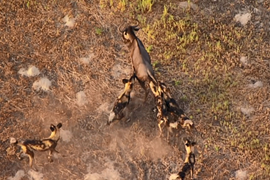 Video: Màn rượt đuổi đầy kịch tính giữa đàn chó hoang châu Phi và linh dương đầu bò