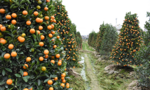 Ảnh: Làng quất cảnh Hải Phòng 'nóng' lên từng ngày