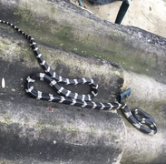 Bé 20 ngày tuổi bị rắn độc bò lên giường cắn thiệt mạng thương tâm