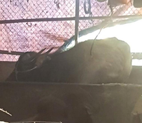 'Trâu điên' đi lạc húc chết người