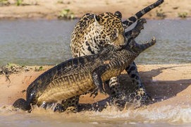 Video: Những cuộc chiến sinh tử giữa báo hoa mai và cá sấu