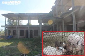 Khu du lịch biển Hà Tĩnh hoang tàn, nhà nghỉ biến thành chuồng nuôi lợn