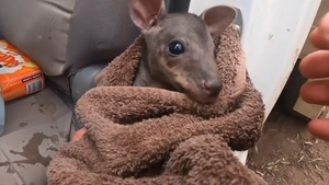 Clip: Kangaroo con may mắn được cứu sống khỏi ngọn lửa dữ ở Australia