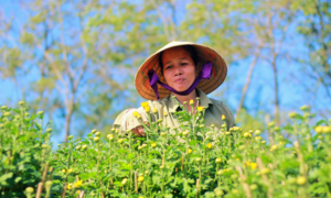 Sắc vàng ngập các vườn hoa Pleiku, dân trồng mai lo vì hoa nở sớm