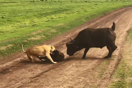 Video: Trâu rừng mẹ bất lực nhìn sư tử ăn thịt con sau khi chống trả quyết liệt