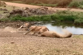 Video: Linh dương khôn khéo cho sư tử 'ăn quả lừa'