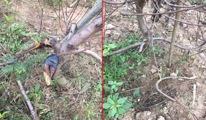 Vườn đào của nông dân Hà Nội bị kẻ xấu chặt phá ngày cận Tết