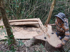 Khởi tố nhóm lâm tặc phá rừng đặc dụng Nam Kar