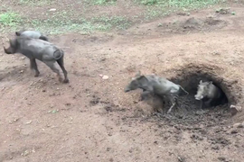 Video: Lợn rừng nhung nhúc chui ra từ hang đất