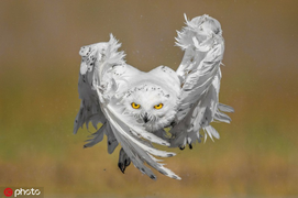 Cận cảnh pha săn mồi nhanh như chớp của cú tuyết