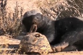 Video: Lửng mật ong 'trổ tài' ăn thịt rùa