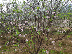 Hà Tĩnh: Đào Tết nở rộ, người trồng thiệt hại hàng trăm triệu đồng