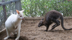 Năm Canh Tý ngắm đàn chuột túi Wallaby nhập khẩu của lão nông Hà Nội 