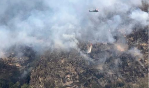 Australia cứu thành công 'thông khủng long' quý hiếm khỏi thảm kịch cháy rừng