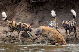 Video: Một mình chiến đấu với bầy chó hoang, linh cẩu thoát chết ngoạn mục