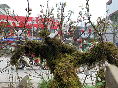 Độc lạ nhất chi mai trồng trên gỗ Pơmu quý hiếm, giá 30 triệu đồng