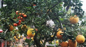 Ngắm vườn cây ghép 10 loại quả tiền tỷ, 'độc nhất vô nhị' 