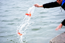 Video: Muôn kiểu thả cá chép tiễn ông Táo chầu trời