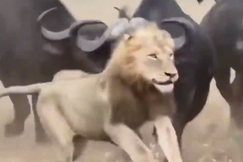 Video: Những tình huống trâu rừng tấn công khiến sư tử 'kinh hồn bạt vía'
