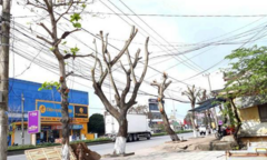 Hàng loạt cây xanh trên đường phố Quảng Trị bị chặt tỉa trơ trụi ngày giáp Tết Nguyên đán