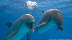 Shocking homosexual behavior in animals.