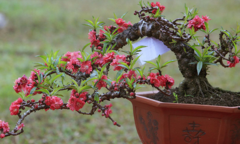 Đào tiến vua giá hàng chục triệu đồng đắt hàng ngày Tết