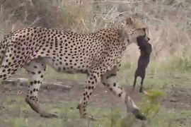 Video: Lợn rừng bị báo săn hạ sát trong 'chớp mắt'