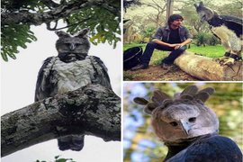  Đại bàng Harpy – loài chim săn mồi lớn nhất thế giới