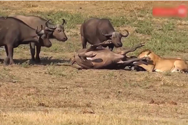 Video: Trâu rừng húc bay sư tử, giải cứu đồng loại khỏi ‘lưỡi hái tử thần’