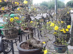 Lấy chậu mai để trừ nợ, kẻ cho vay nặng lãi bị bắt 