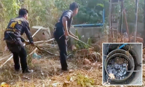 Leo thành giếng cao, trăn 4 m kiệt sức 