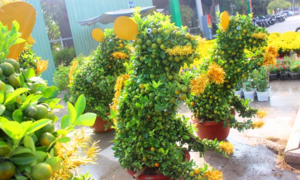 Video: Ngắm 'đàn chuột' độc lạ từ quất bonsai