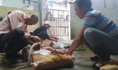 Giá thịt lợn tăng cao, người miền Bắc 'đụng’... trâu, bò ăn Tết