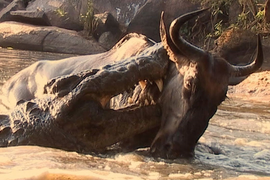 Video: Mải mê uống nước, linh dương đầu bò chết thảm trước bầy cá sấu