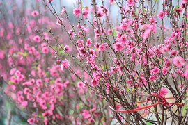 Bí quyết chọn đào 'bách trúng' cho dịp Tết Nguyên đán 2020