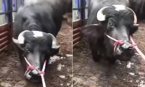 Bò mang thai quỳ gối van xin không ra lò mổ