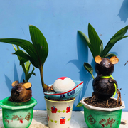 Xuân Canh Tý, ngắm bonsai dừa hình chuột, dừa đột biến gen ngộ nghĩnh 
