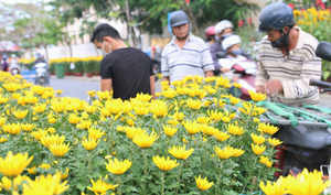 Trăm hoa khoe sắc Xuân giữa lòng phố cổ Hội An