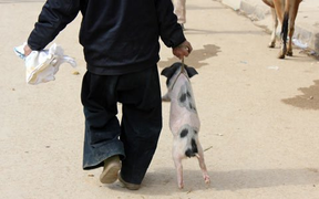 Thịt đắt, bố đẻ xách cả con lợn cắp nách lên thành phố biếu thông gia