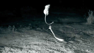 Video: Chuột 'tung cước' đá rắn chuông kịch độc theo phong cách ninja