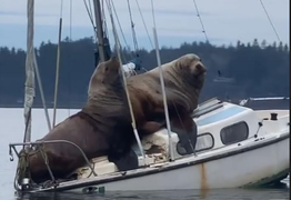 Video: Cặp sư tử biển nặng cả tấn phơi mình, suýt nhấn chìm thuyền trên biển