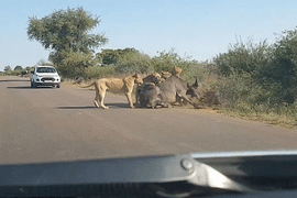 Video: Đàn sư tử xẻ thịt trâu rừng trước mặt du khách