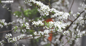 Săn hoa lạ chơi Tết thay đào, mai