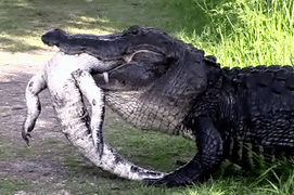 Video: Ngỡ ngàng trước cảnh cá sấu ăn thịt đồng loại