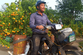 Chở cây cảnh thuê dịp Tết, dân Hà Tĩnh kiếm tiền triệu mỗi ngày