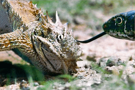 Video: Thằn lằn quỷ gai dùng tuyệt chiêu ‘khó đỡ’ đánh lừa rắn độc