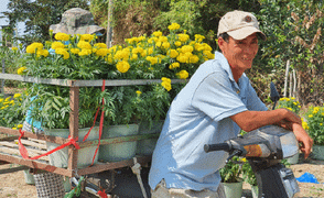 Thương lái 'bùng' 3.000 chậu hoa vạn thọ của lão nông Sài Gòn vào 28 Tết, cộng đồng mạng chung tay mua sạch