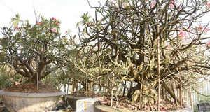 Ảnh: Ngắm những gốc sứ 'siêu to khổng lồ' hơn 30 năm tuổi ở Hải Phòng