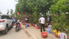 Ảnh: Trưa 30 Tết, quất cảnh, đào thế vẫn tràn ngập đường phố Vinh
