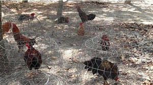 Bắt giữ hàng chục người đánh bạc đầu năm ở Bình Dương